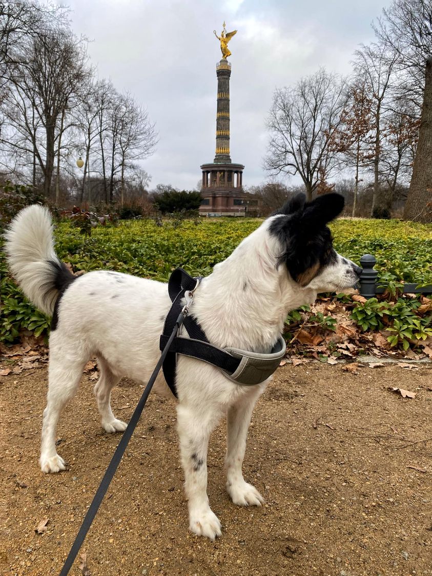 Berlin z psem